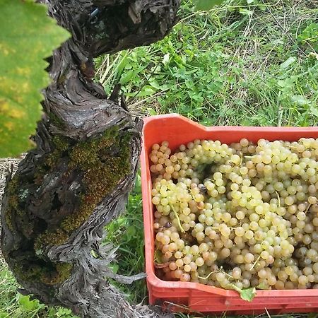 Farmstay Kmetija Stekar Kojsko Luaran gambar