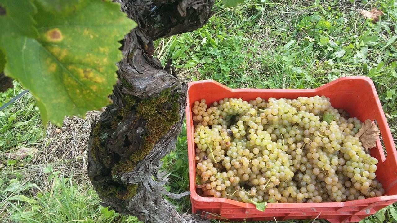 Farmstay Kmetija Stekar Kojsko Luaran gambar